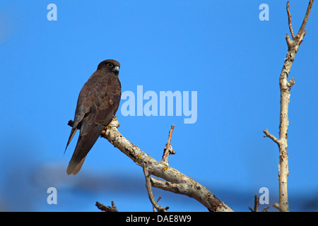 Eleonora's falcon (Falco eleonorae), sitting on a branch, dark phase, Greece, Lesbos Stock Photo