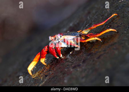 Sally lightfoot crab, Mottled shore crab (Grapsus grapsus), walking on a rock in the surf, Canary Islands, La Palma Stock Photo