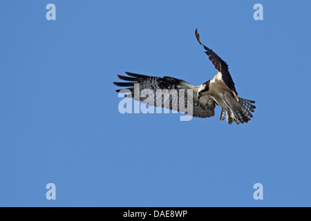 osprey, fish hawk (Pandion haliaetus), hovering, USA, Florida Stock Photo