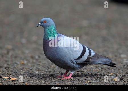 feral rock pigeon (Columba livia), sitting on soil ground, Canary Islands, La Palma Stock Photo