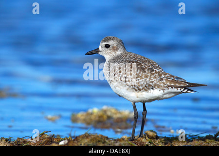 grey plover (Pluvialis squatarola), standing at the beach in winter plumage, USA, Florida, Lower Keys Stock Photo