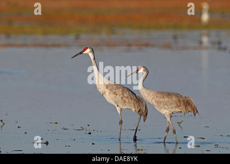 sandhill crane (Grus canadensis), pair standing in shallow water, USA, Florida