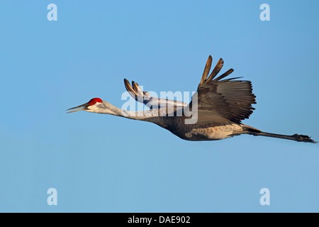 sandhill crane (Grus canadensis), flying , USA, Florida Stock Photo