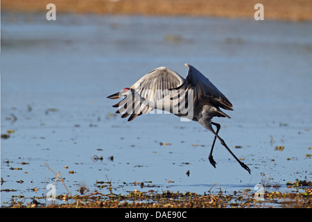 sandhill crane (Grus canadensis), taking off from a lakefront, USA, Florida Stock Photo