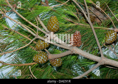 Stone pine, Italian Stone pine, Umbrella Pine (Pinus pinea), cones on a branch, Italy Stock Photo