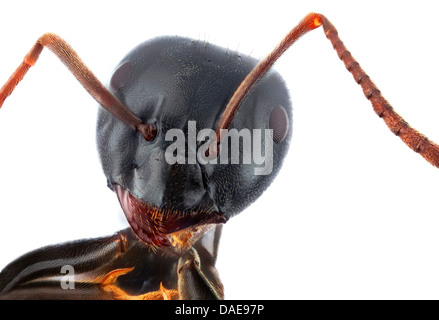 carpenter ants (Camponotus spec.), portrait of a carpenter ant, Germany Stock Photo