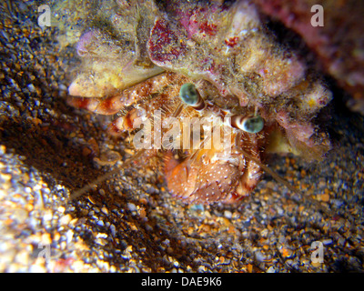 parasit anemone hermit crab (Dardanus pedunculatus), at a sandy sea bottom, Egypt, Red Sea Stock Photo