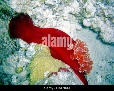 Spanish dancer (Hexabranchus sanguineus), at the coral reef, Egypt, Red Sea Stock Photo
