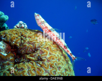 graceful lizardfish (Saurida gracilis), at the coral reef, Egypt, Red Sea Stock Photo