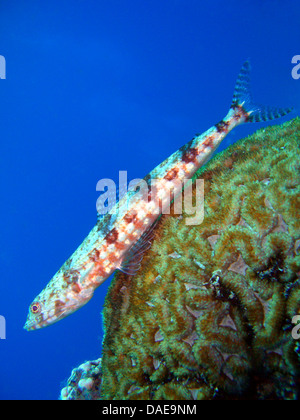 graceful lizardfish (Saurida gracilis), at the coral reef, Egypt, Red Sea Stock Photo