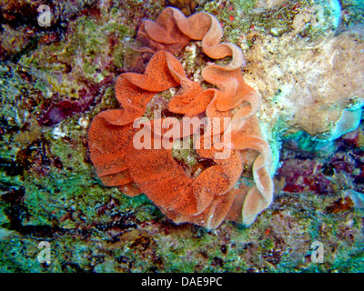 Spanish dancer (Hexabranchus sanguineus), eggs at the coral reef, Egypt, noerdliches Rotes Meer Stock Photo