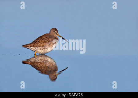 long-billed dowitcher (Limnodromus scolopaceus), standing in shallow water looking for food, USA, Florida Stock Photo