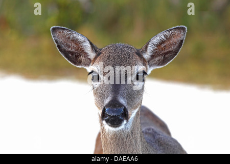 Key deer (Odocoileus virginianus clavium), female, portrait, USA, Florida, Big Pine Key Stock Photo