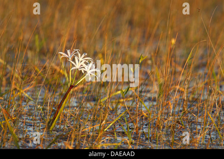Swamplily, Swamp Lily, Stringlily, String Lily, Seven Sisters (Crinum americanum), flowering in a fen, USA, Florida, Everglades National Park Stock Photo