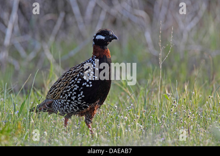 black partridge (Francolinus francolinus), male , Turkey, Birecik Stock Photo