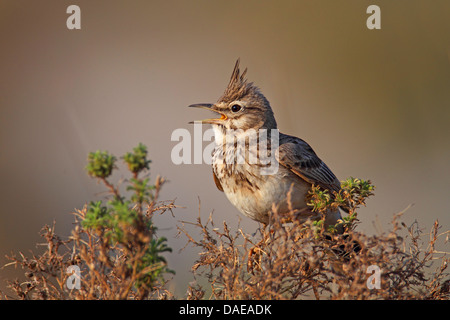 crested lark (Galerida cristata), male calling, Turkey, Goeksu Delta Stock Photo