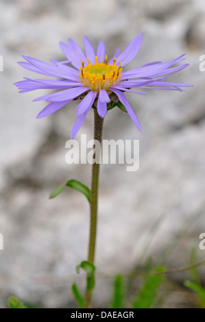 boreal aster, alpine aster (Aster alpinus), single flower, Italy, South Tyrol, Dolomites Stock Photo