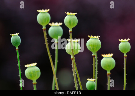 opium poppy (Papaver somniferum), seed vessels Stock Photo