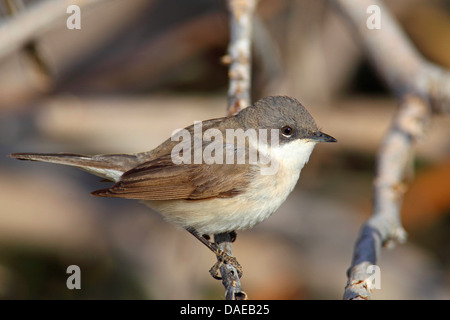 lesser whitethroat (Sylvia curruca), sitting on a twig, Turkey, Goeksu Delta Stock Photo