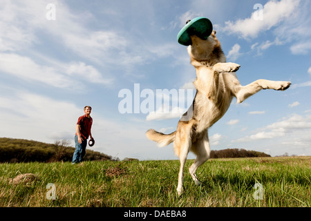 Alsatian dog catching frisbee Stock Photo