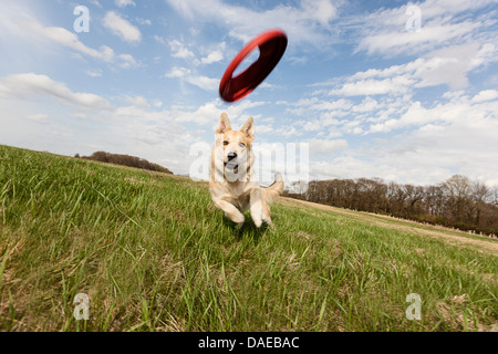 Alsatian dog running through field to catch frisbee Stock Photo