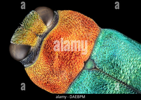 Jewel beetle, Metallic wood-boring beetle (Anthaxia nitidula), portrait of a female, Germany Stock Photo