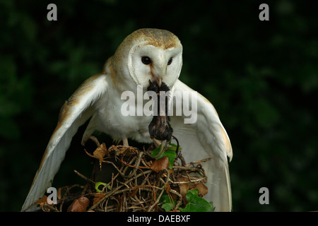 European Barn Owl (tyto alba) after just landing with its prey (a small rodent) in its beak Stock Photo