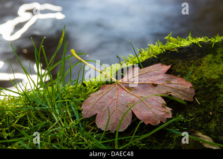 sycamore maple, great maple (Acer pseudoplatanus), autumn leaf lying at a mossy riverside, Germany, Saxony, Vogtlaendische Schweiz, Triebtal Stock Photo