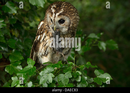 Tawny Owl (Strix aluco)  on a hedge with its prey (a small rodent) in its beak Stock Photo
