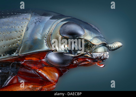 common whirligig beetle (Gyrinus substriatus, Gyrinus natator), portrait of whirligig beetle, typical divided eyes, Germany Stock Photo