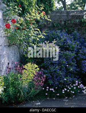 Lavender 'Stoechas' with blue ceonothus and pinks growing in corner of walled country garden with red climbing roses Stock Photo
