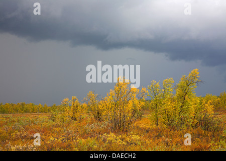 downy birch (Betula pubescens), thunderstorm over tundra  , Sweden, Sjaunja Naturreservat Stock Photo