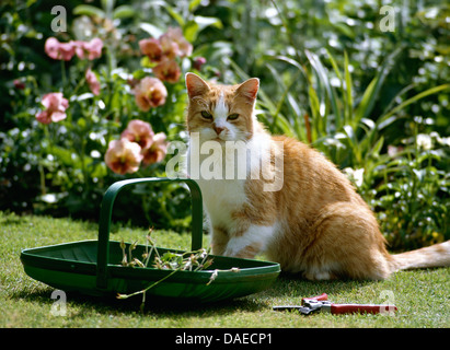 White and ginger cat sitting next to a garden trug on the lawn. Stock Photo
