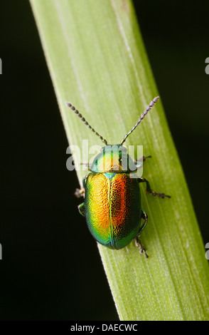 Dlochrysa (Dlochrysa fastuosa, Chrysolina fastuosa), sittin on a grass blade, Germany, Thuringia Stock Photo