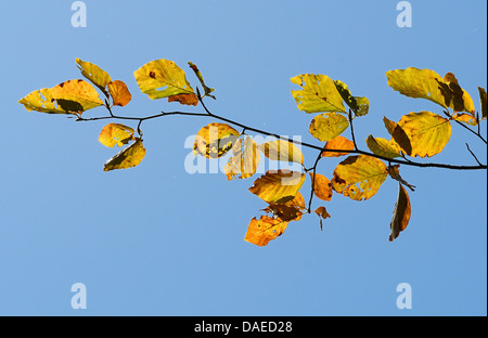 common beech (Fagus sylvatica), branch in autumn in backlight, Germany, North Rhine-Westphalia Stock Photo