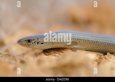 Western Three-toed Skink (Chalcides striatus), kreeping on a rock, Spain, Extremadura Stock Photo