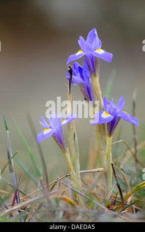 Iris double-bulbe (Gynandriris sisyrinchium, Iris sisyrinchium), blooming, Spain, Extremadura Stock Photo