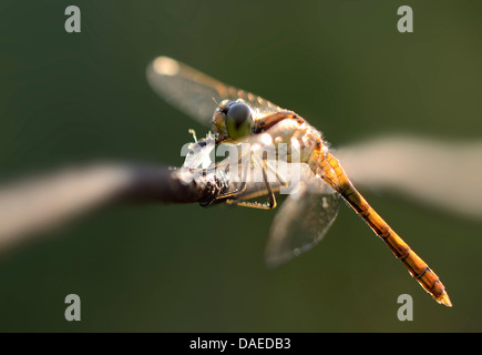 sympetrum with prey on a fence wire in backlight Stock Photo