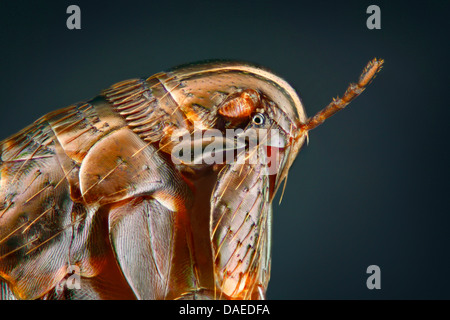 flea (Ceratophyllus gallinae), portrait, Germany Stock Photo