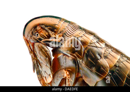 bird flea (Ceratophyllus gallinae), portrait, Germany Stock Photo