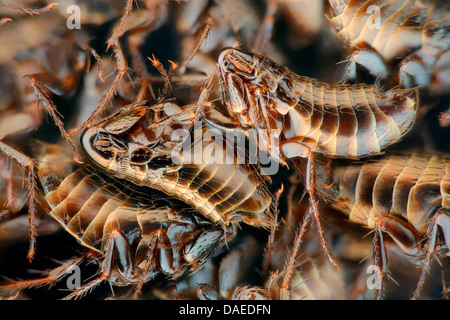 bird flea (Ceratophyllus gallinae), dead bird fleas, Germany Stock Photo