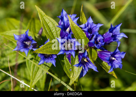 willow gentian (Gentiana asclepiadea), blooming, Germany, Bavaria Stock Photo