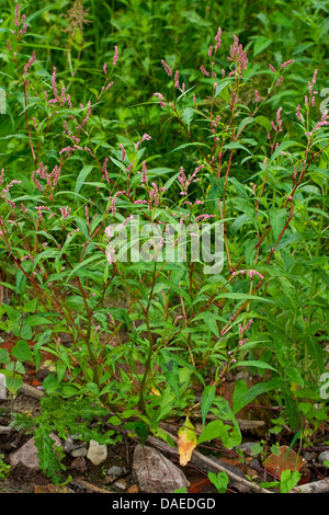 Dock-leaf smartweed (Persicaria lapathifolia, Polygonum lapathifolium), blooming, Germany Stock Photo