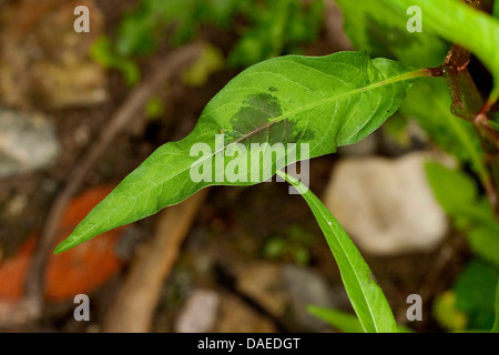 Dock-leaf smartweed (Persicaria lapathifolia, Polygonum lapathifolium), leaf, Germany Stock Photo