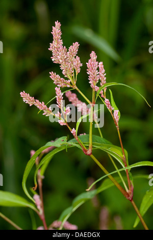 Dock-leaf smartweed (Persicaria lapathifolia, Polygonum lapathifolium), inflorescence, Germany Stock Photo
