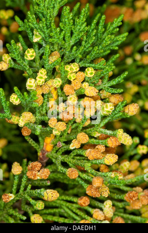 Italian cypress (Cupressus sempervirens), branch with male flowers and ...