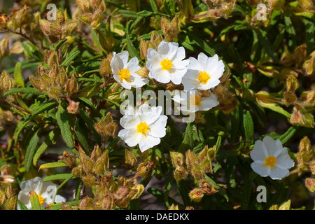 Montpelier Rock Rose (Cistus monspeliensis), blooming Stock Photo