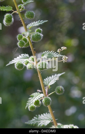 Roman nettle (Urtica pilulifera), inflorescence, Italy, Sicilia Stock Photo