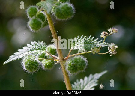 Roman nettle (Urtica pilulifera), inflorescence, Italy, Sicilia Stock Photo