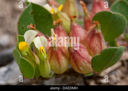 Bladder Vetch (Tripodium tetraphyllum, Tripodiom tetraphyllum, Anthyllis tetraphylla, Physanthyllis tetraphylla), blooming, Italy Stock Photo